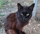 Asrael (bei Neviana)