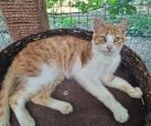 Honey (von Neviana)