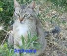 Andreana (von Neviana) -reserviert-