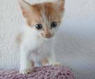 Loki (von Neviana)