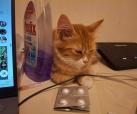 Goldi -reserviert-