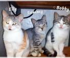 Elly, Sammy, Bobby