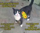 Dotty (bei Silvi)