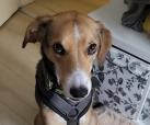 Mandy -vermittelt-