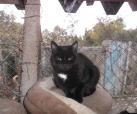 Black Beauty -adoptiert-